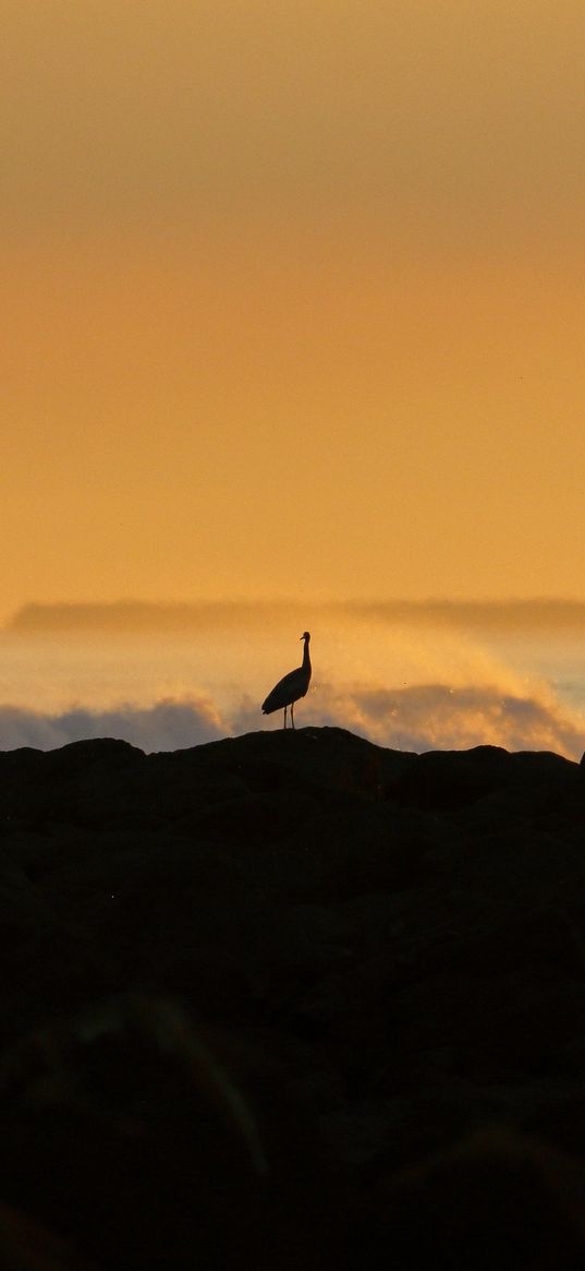 heron, silhouette, sea, waves, nature