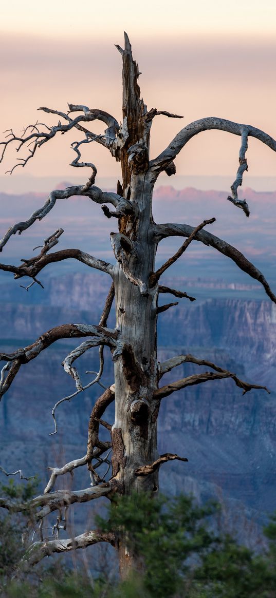 tree, canyon, dry, nature