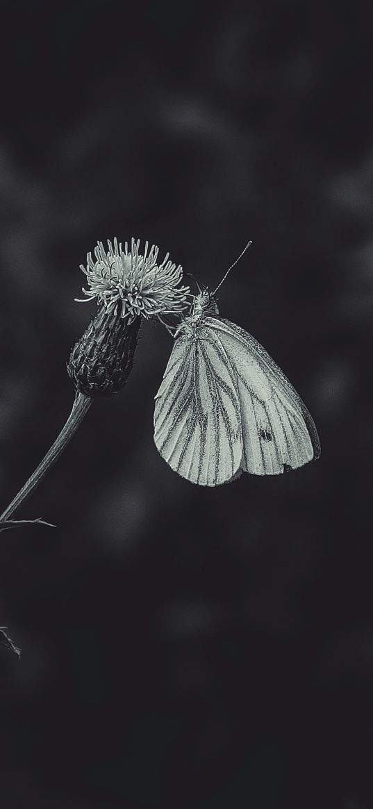 black-veined white, butterfly, flower, thistle, macro, black and white