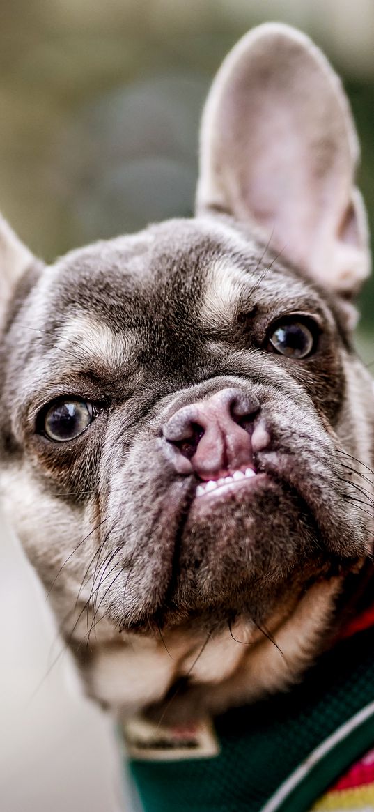 french bulldog, pet, dog, funny, animal