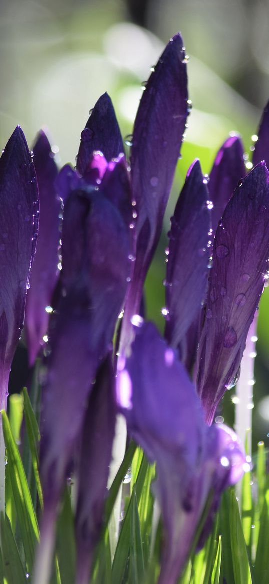 crocuses, flowers, drops, water, purple