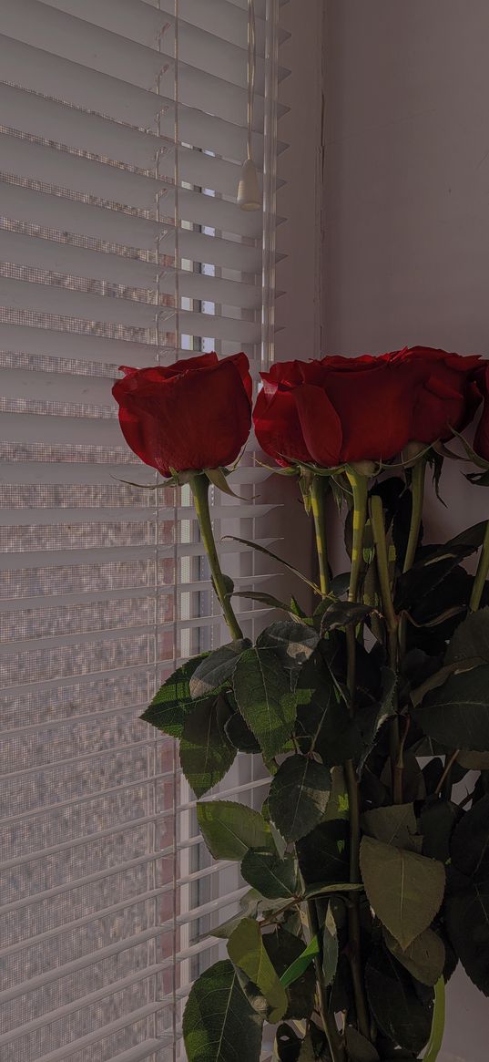 roses, flowers, red, blinds, window