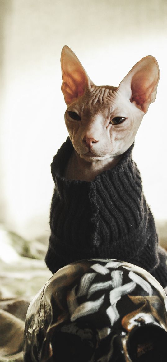 cat, sphinx, bald, skull, sweater, bed, animal