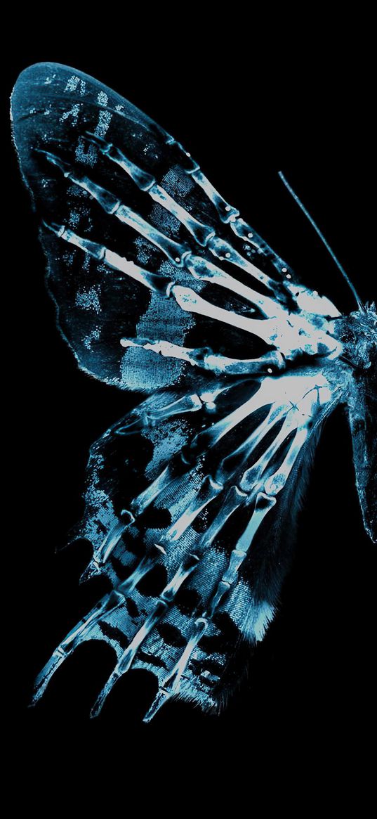 butterfly, skeleton, x-ray, blue, black background