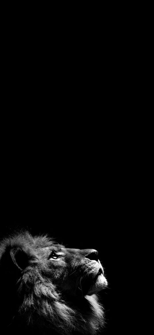 lion, animal, predator, muzzle, black background