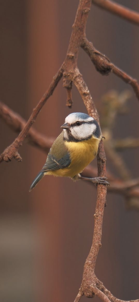 chickadee, branch, bird