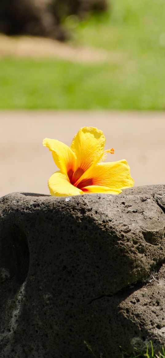 hibiscus, petals, flower, stone, minimalism