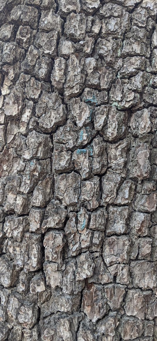 tree, bark, cranny, texture