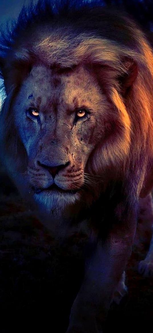 lion, predator, animal, beast, hunter, nature