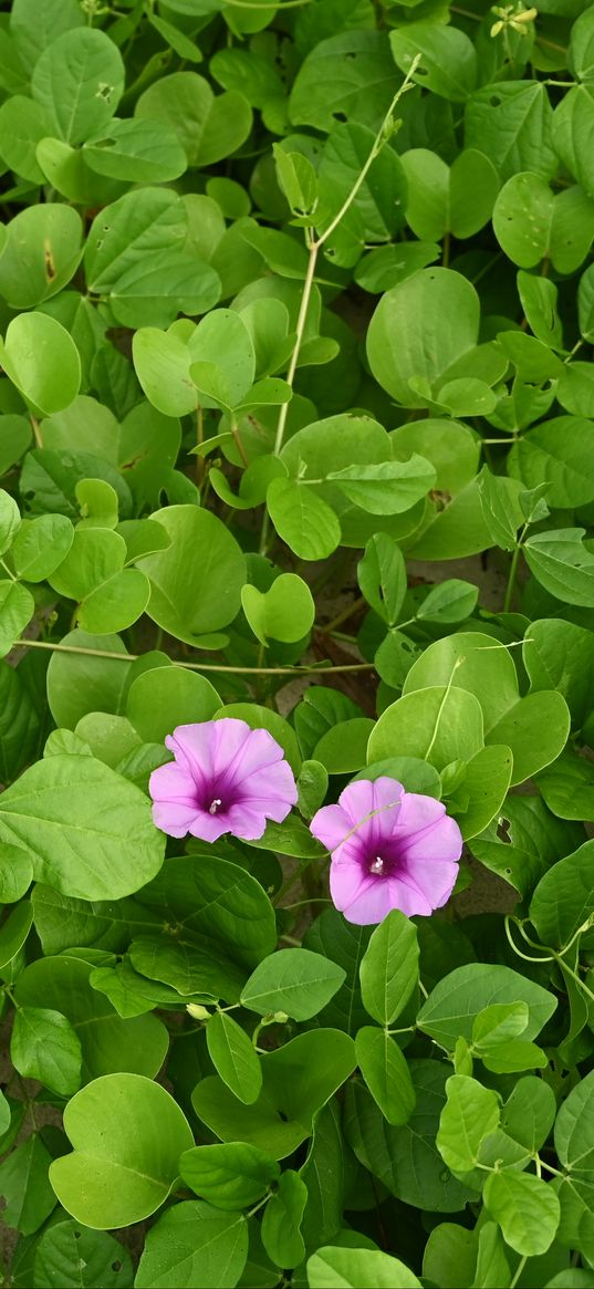 morning glory, flowers, leaves