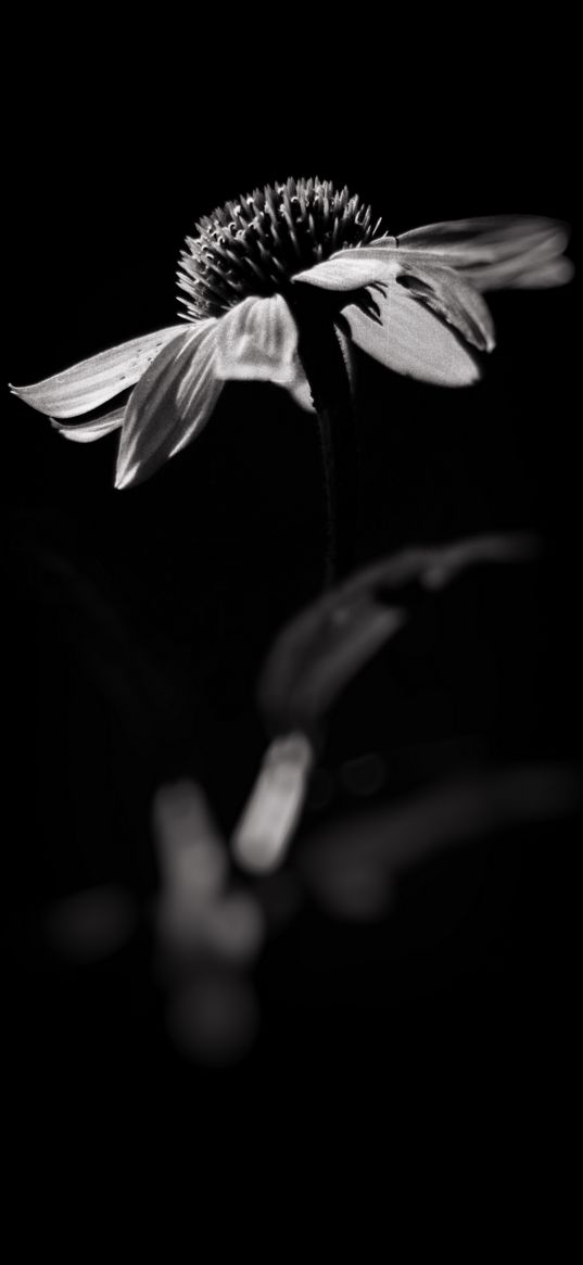 echinacea, flower, petals, macro, black and white