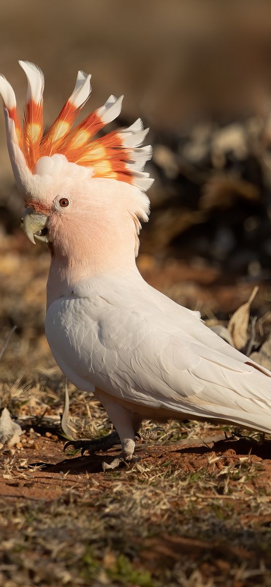 cockatoo, parrot, bird, leaves, grass, nature