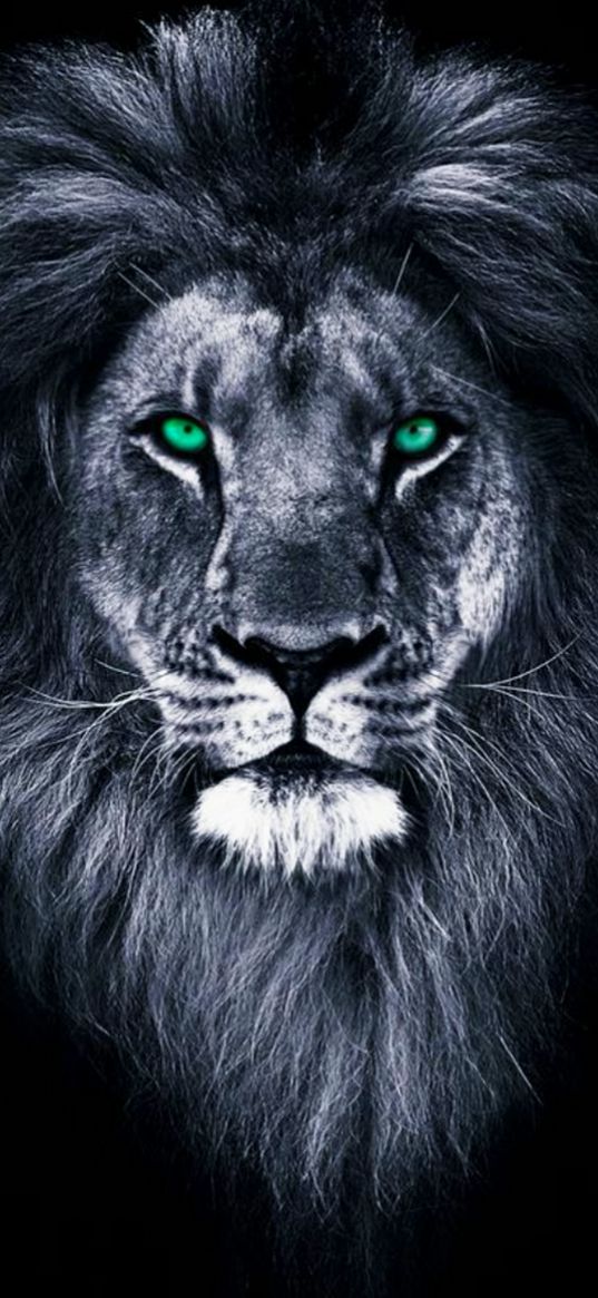 lion, predator, mane, big cat, animal, green eyes, black background