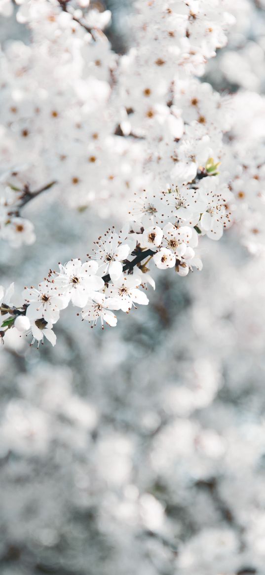 flowers, branches, white, wallpapers