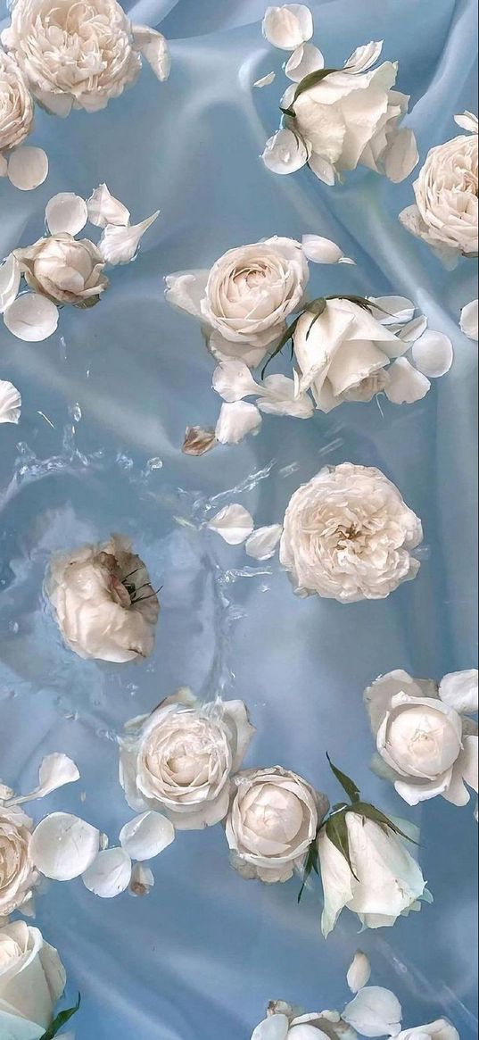 roses, flowers, white roses, water, blue background