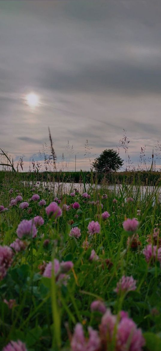 summer, flowers, glade, river, sun, sunset, nature