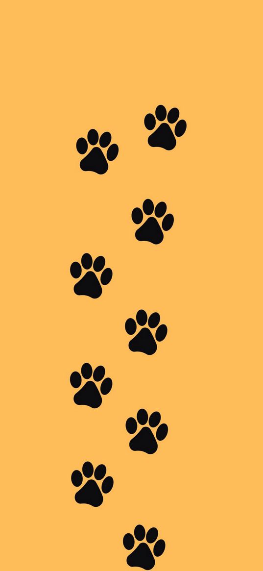 cat, cats, pet, paws, animals, yellow background