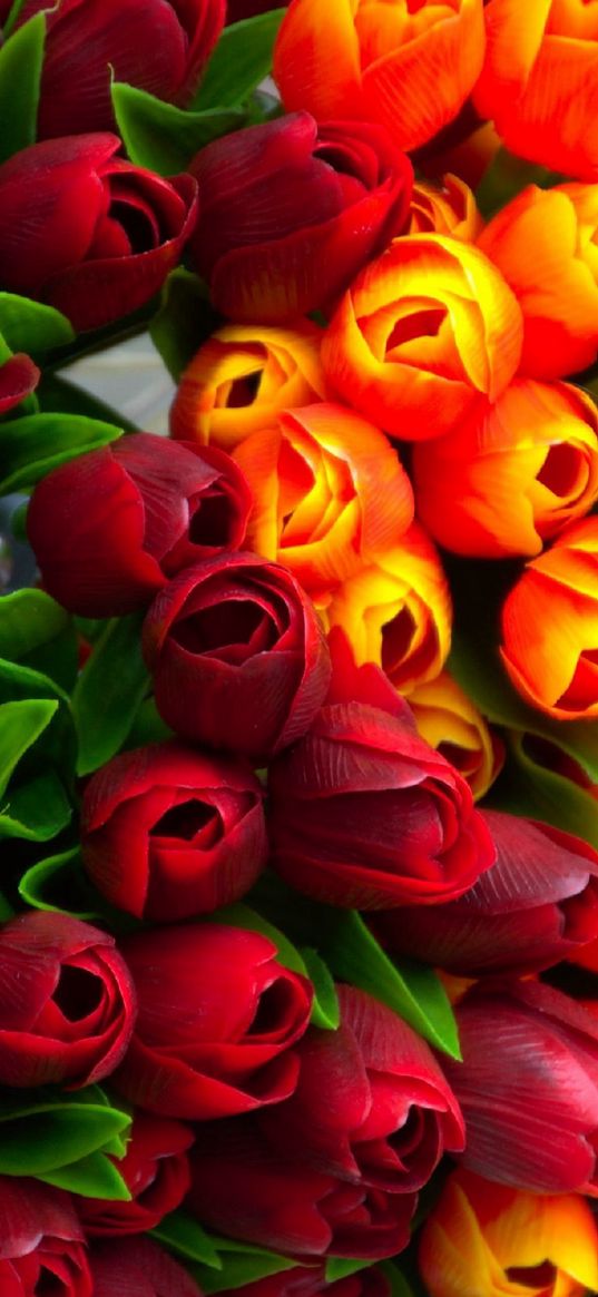 tulips, orange tulips, red tulips, flowers