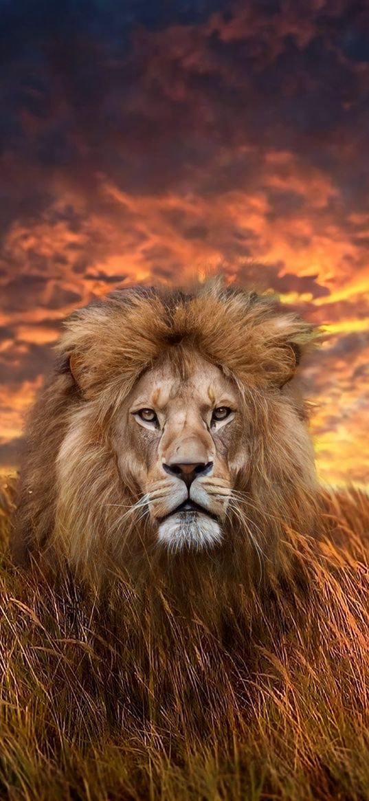 lion, predator, mane, big cat, field, sunset, clouds, animal, wildlife