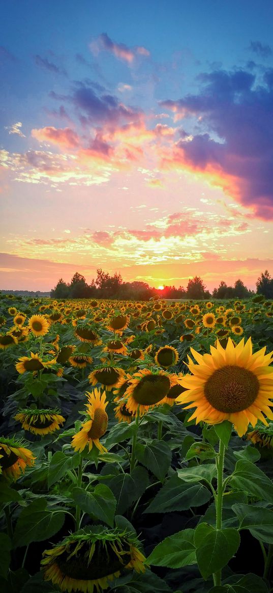 sunflowers, flowers, field, sun, sunset, clouds, nature