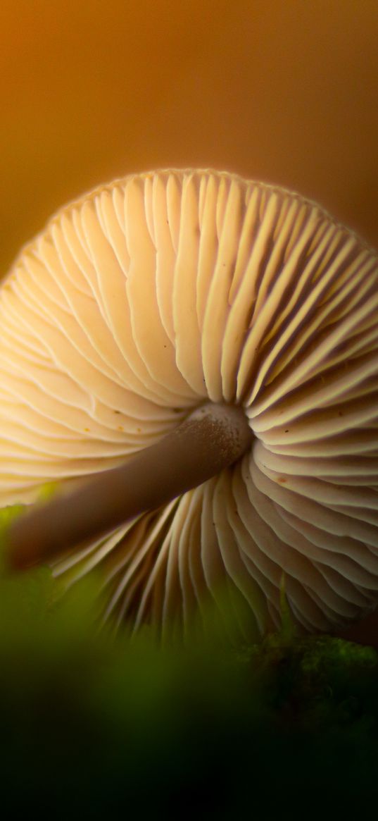 mushroom, nature, macro