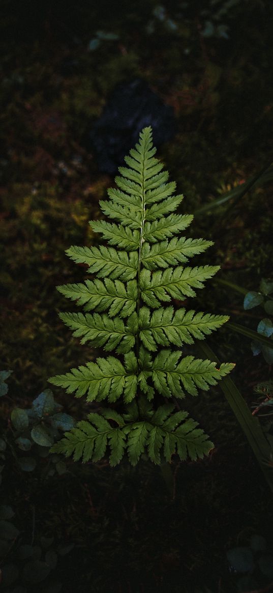 fern, leaf, green, grass, forest, nature