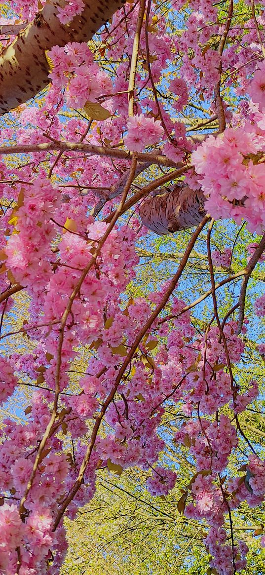 sakura, tree, bloom, flowers, pink, spring, nature