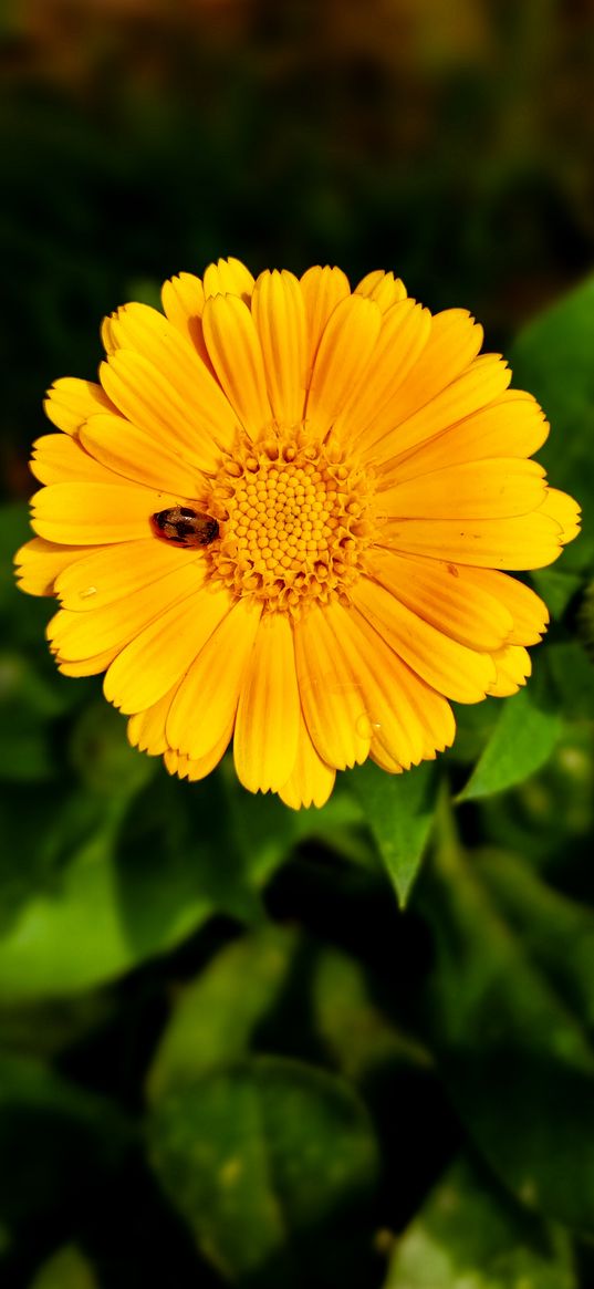 calendula, flowers, flower, ladybug, beetle, macro, green, plant, nature