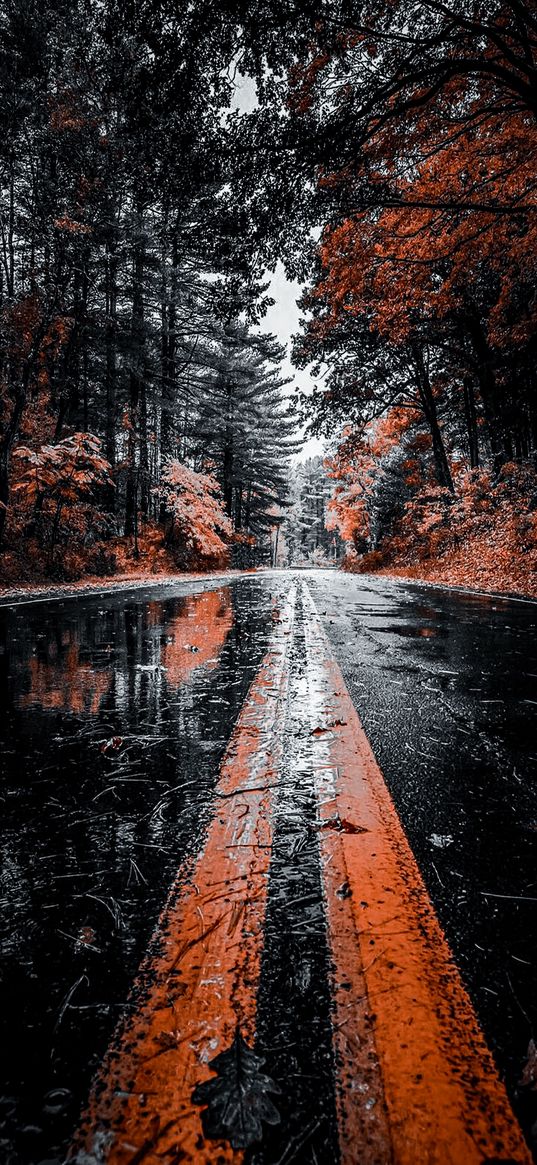 road, puddles, wet, trees, forest, autumn, nature