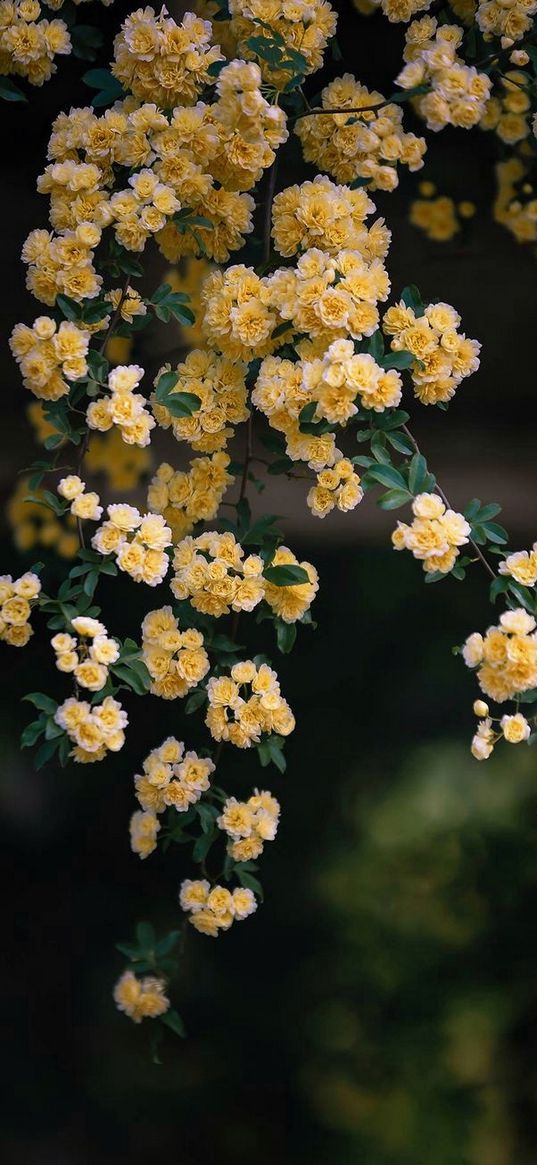 rosa banksiae, flowers, yellow, branch, tree, nature