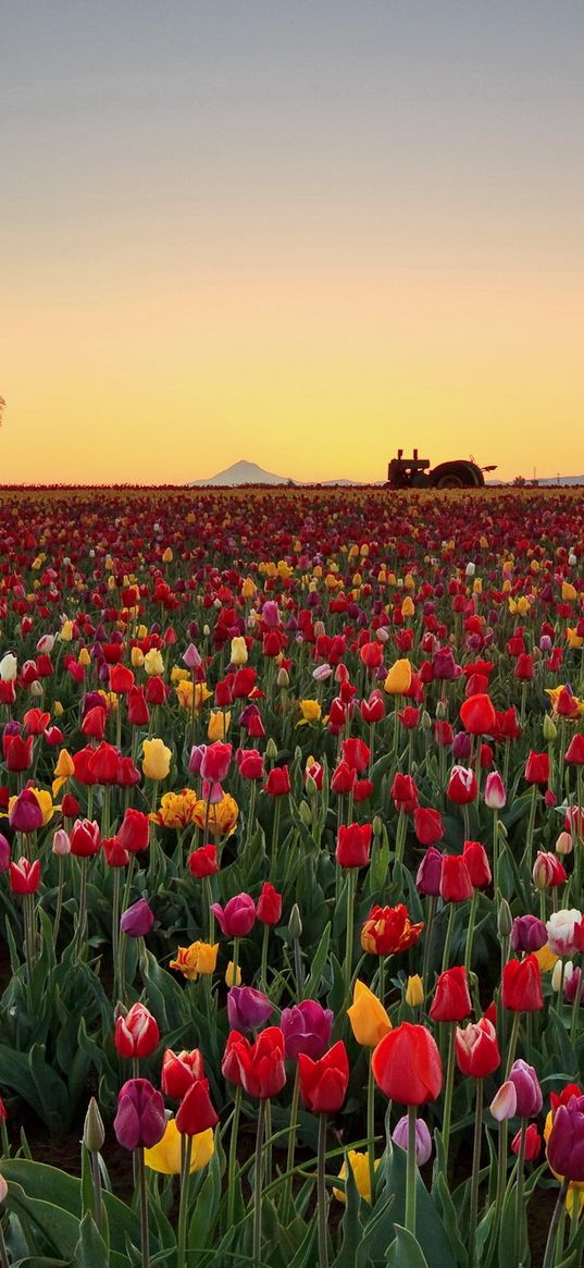 tulips, flowers, plantation, horizon, nature