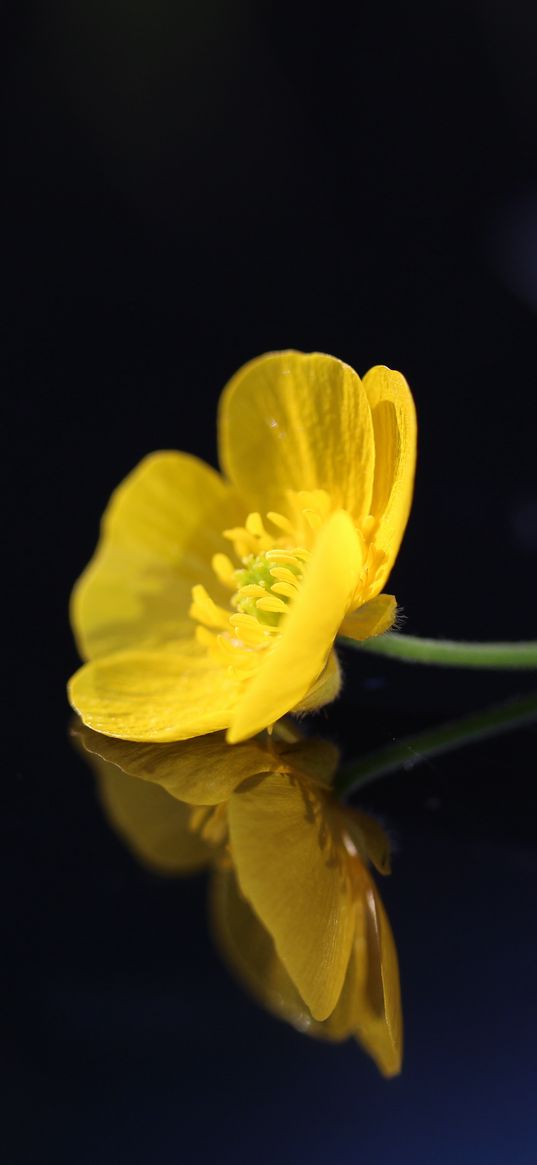 buttercup, flower, petals, macro, yellow