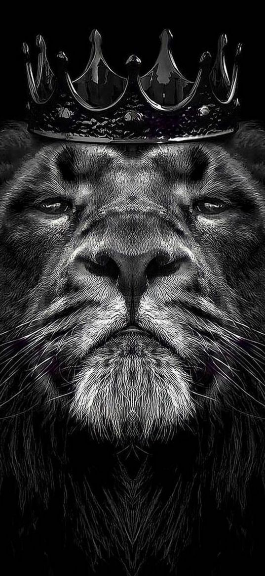 lion, predator, crown, king, big cat, black and white, art