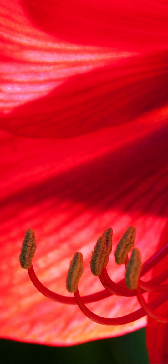 flower, petals, stamens, macro