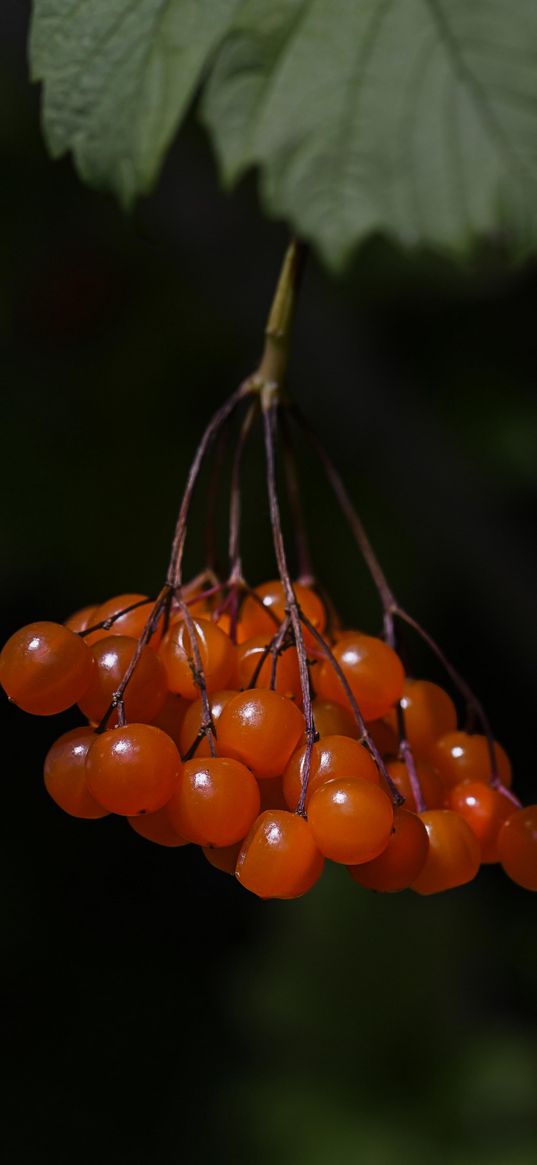 viburnum, berries, macro