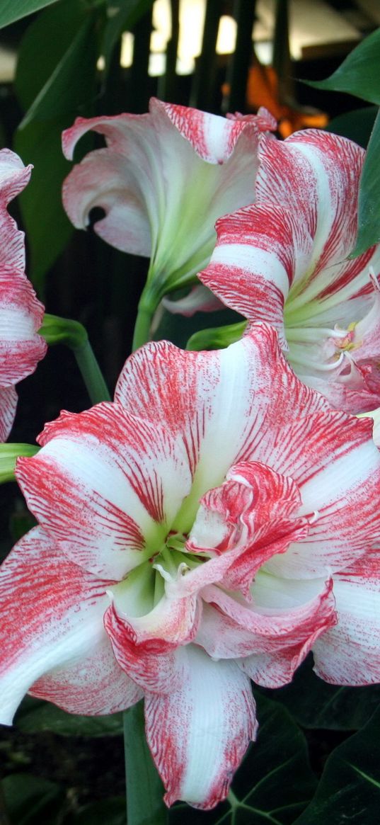 amaryllis, flowers, buds, leaves