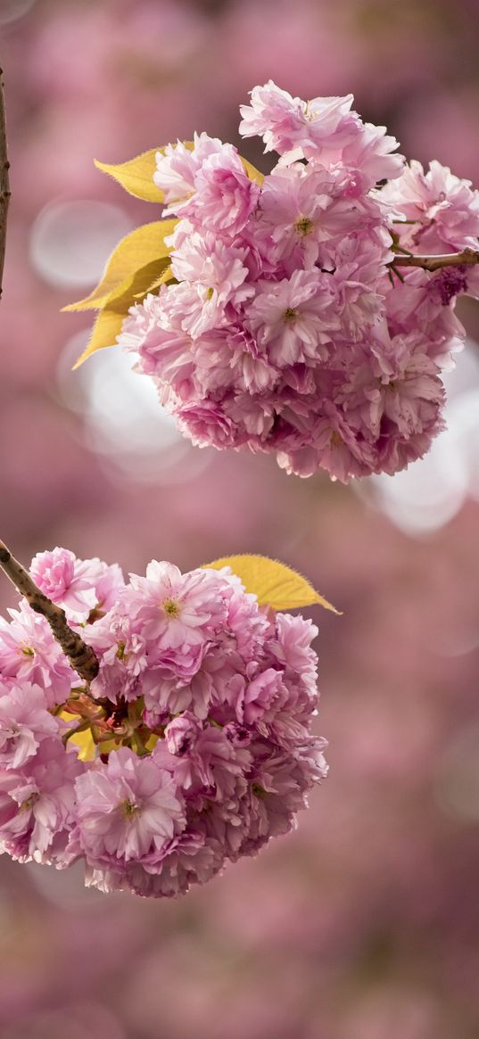 cherry, flowers, buds, branches, pink