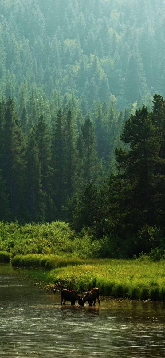 horses, river, coast, forest, nature