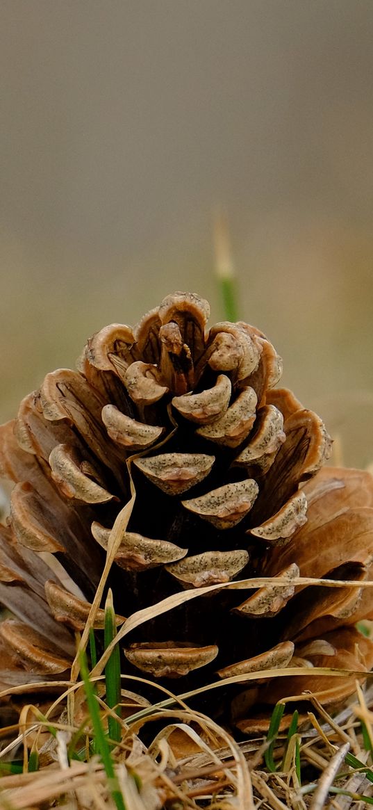 cone, grass, dry, macro