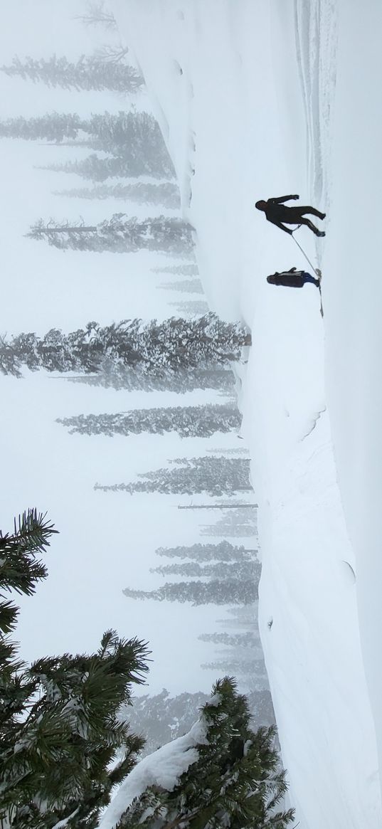 snow, winter, skiing, tree, branch