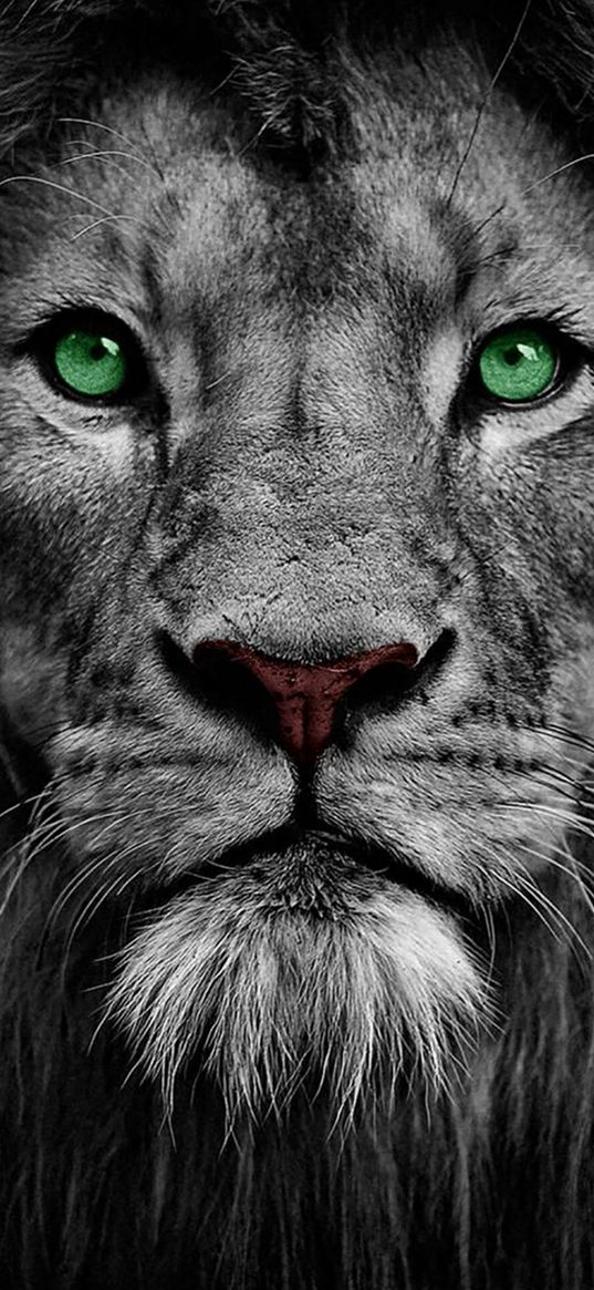 lion, predator, green eyes, big cat, animal, black and white