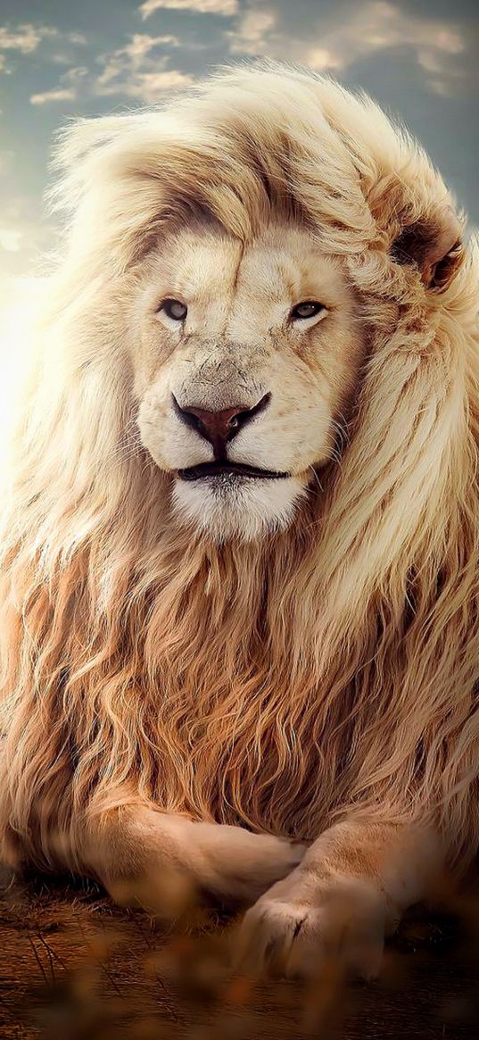 lion, predator, mane, big cat, animal, wildlife