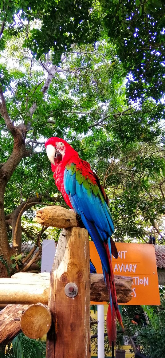 parrot, birds, nature, colombia, greenery, animals, beauty