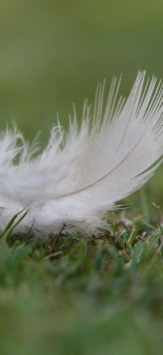 feather, grass, fluff, macro