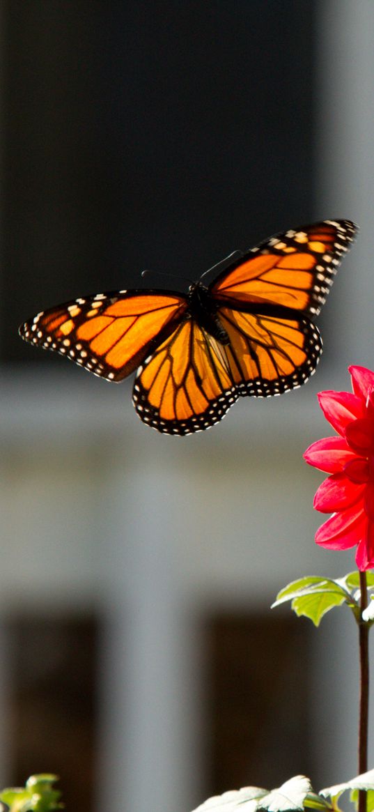 monarch, butterfly, flower, macro