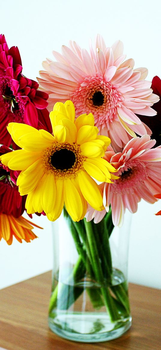 gerbera, flower, vase, table