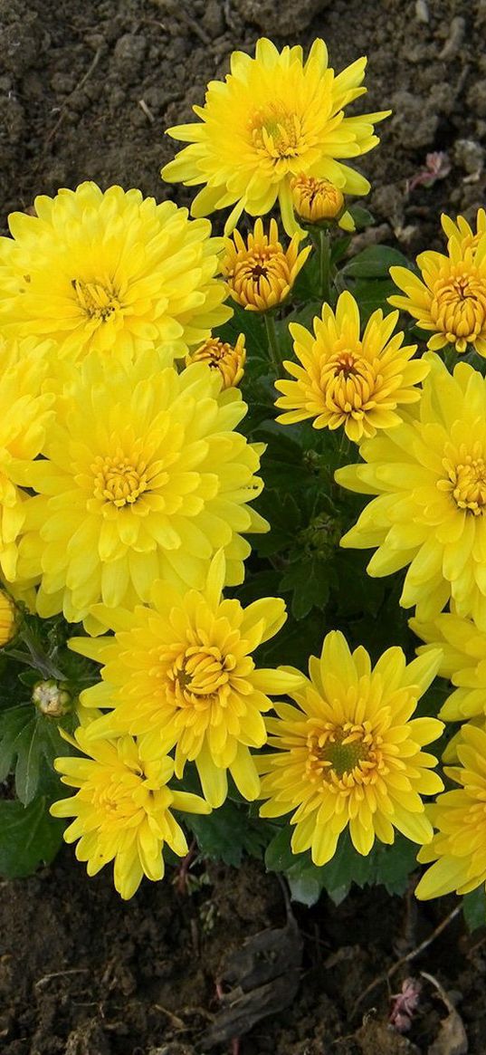 chrysanthemums, yellow, flowers, earth, garden