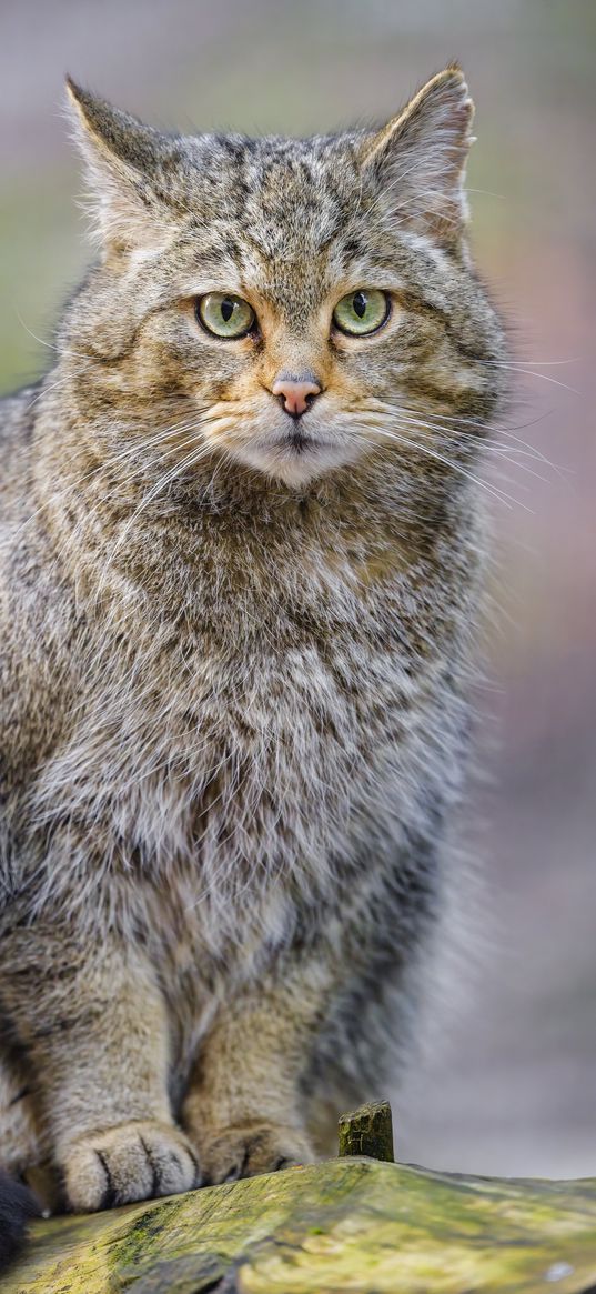 wild cat, glance, animal