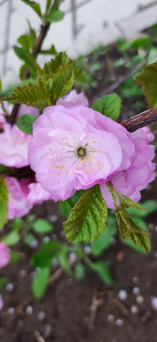 almond, flower, bloom, pink, plants