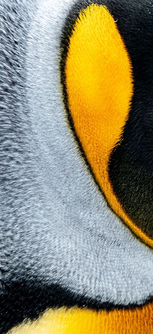 penguin, bird, fur, texture, macro